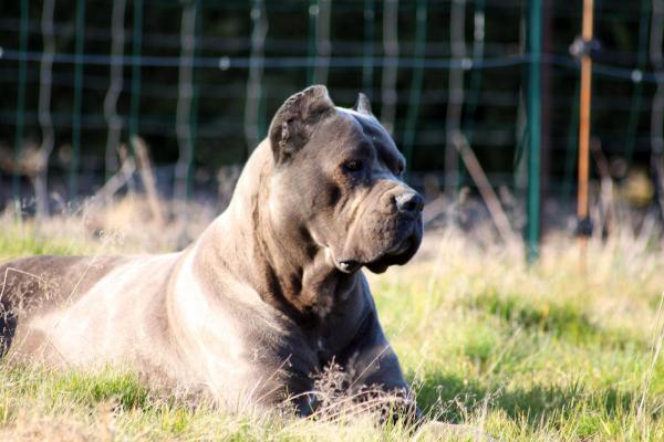 Cane Corso Molly du Sang d'Orthos