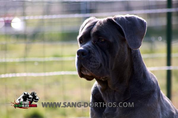 Cane Corso Gris