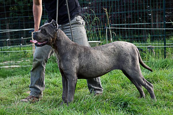 Cane Corso Gris oreille taillé