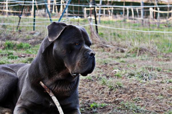 Orthos Le Cane Corso