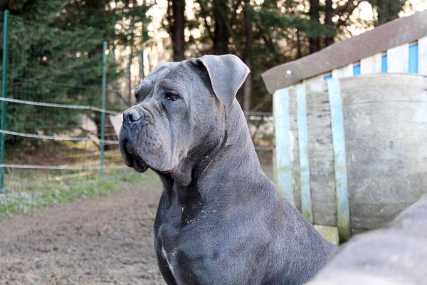 Mélania chien cane corso