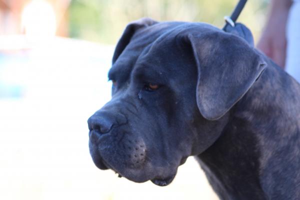 Ovidia Cane Corso