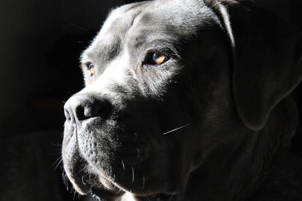 Pemba Cane Corso