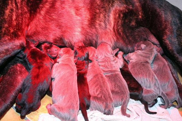 Chienne cane corso avec ses chiots