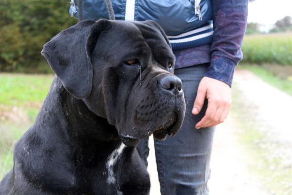 Tête de cane corso typique de la race