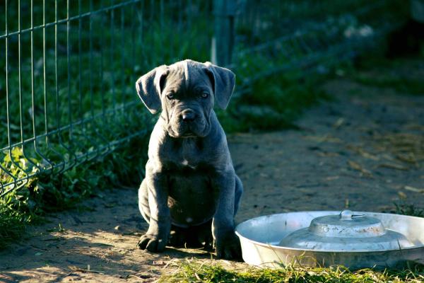 Chiot Cane corso