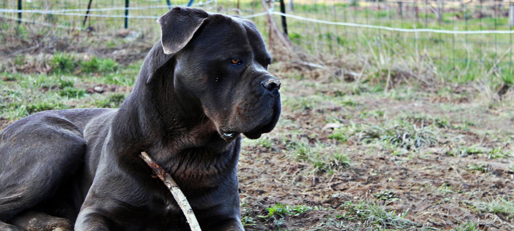 Orthos Cane Corso