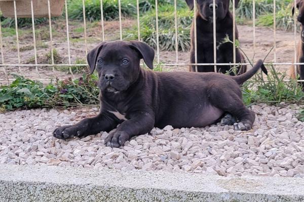 Deux chiots disponibles à l'adoption !