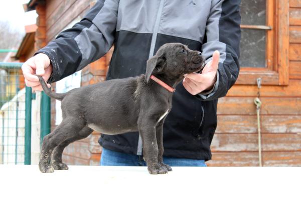 Chiots disponibles à l'adoption